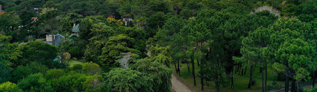 Bosque de Carilo